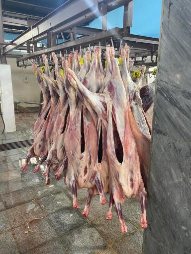 عکس مرکز گوشت مهاجر پروتوئین