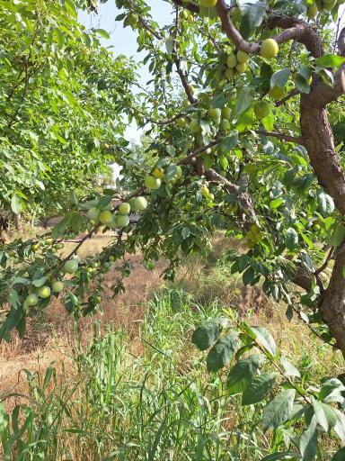 عکس باغ های سرخ حصار قلعه حسن خان