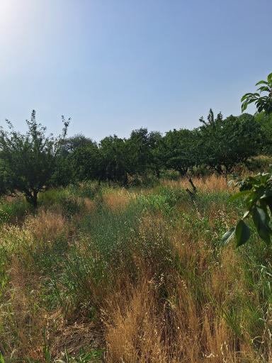 عکس باغ های سرخ حصار قلعه حسن خان