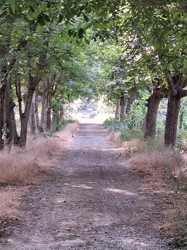 عکس باغ های سرخ حصار قلعه حسن خان