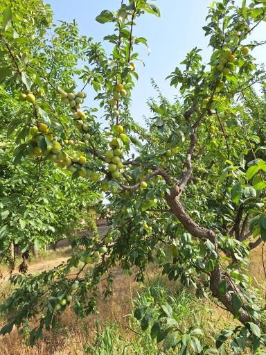 عکس باغ های سرخ حصار قلعه حسن خان