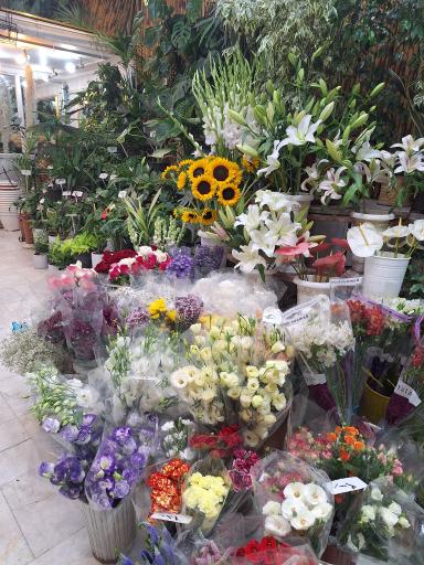 عکس گلستان آزالیا