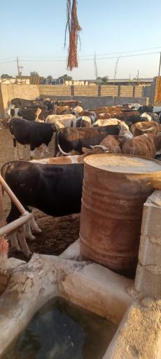 عکس دامپروری رادفر