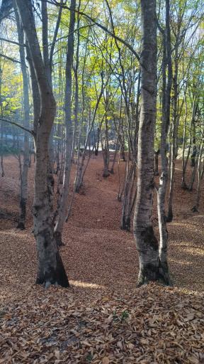 عکس جنگل توسکستان