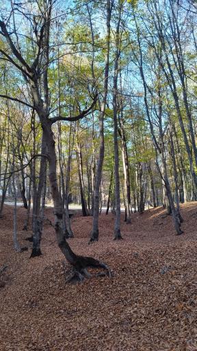 عکس جنگل توسکستان