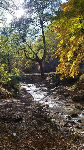 عکس جنگل توسکستان