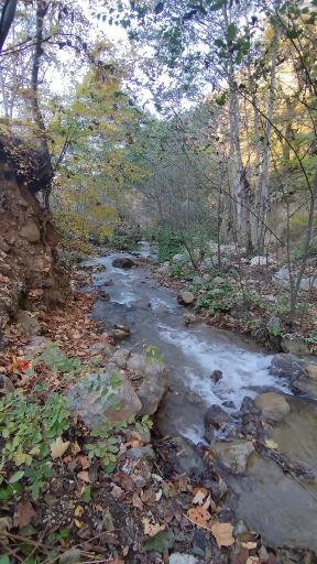 عکس جنگل توسکستان