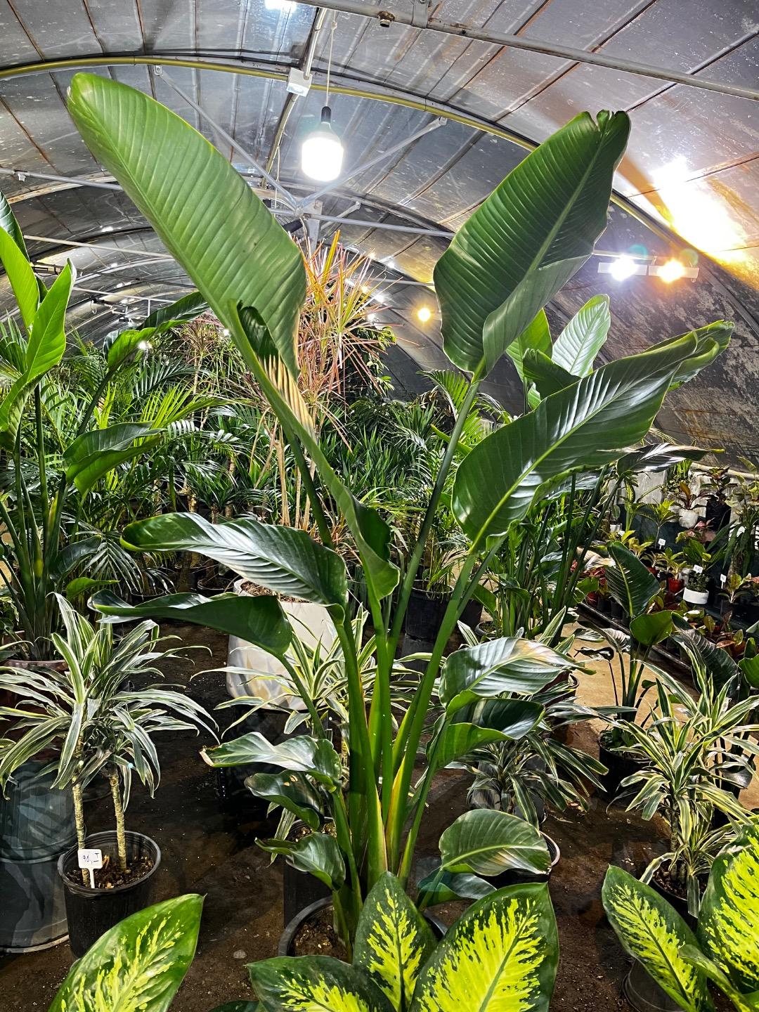 عکس گلسرای معین 