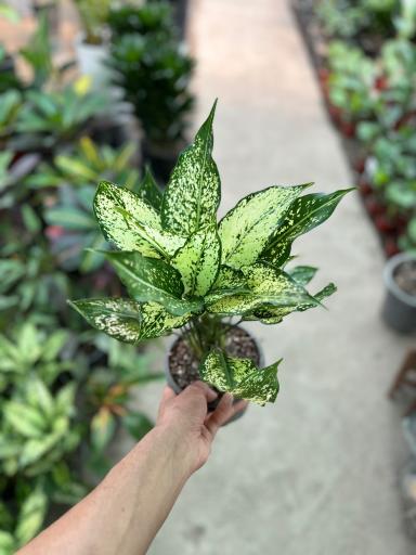 عکس گلسرای معین 