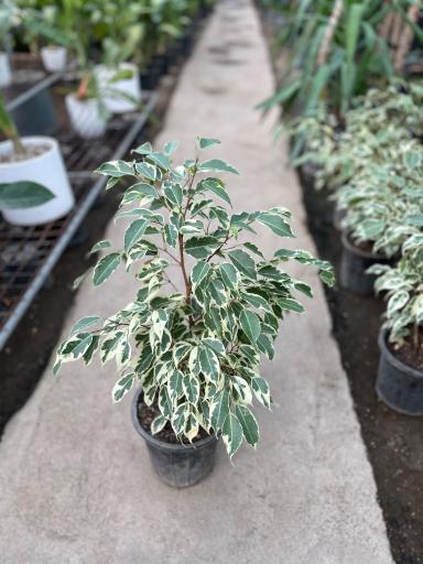 گلسرای معین 