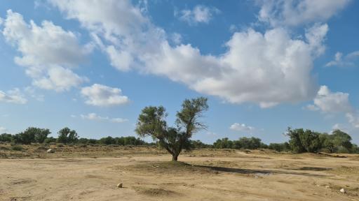 عکس پارک جنگلی بنه گز
