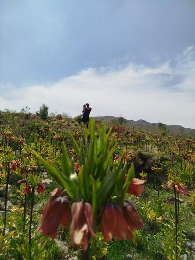 عکس کمهر