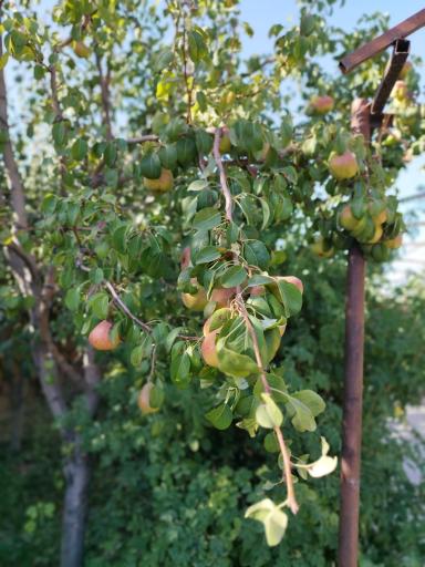 عکس باغ سرچاهی