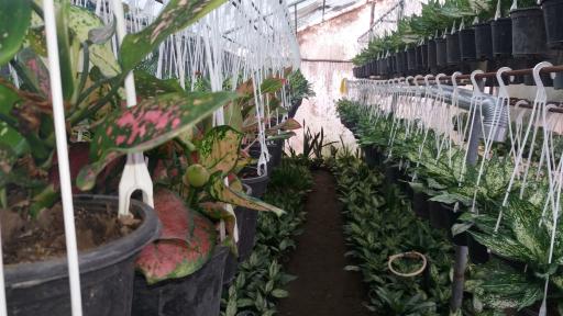 عکس گلخانه امیر