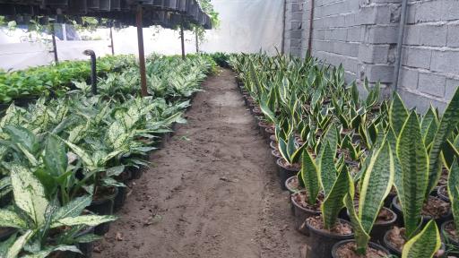 عکس گلخانه امیر