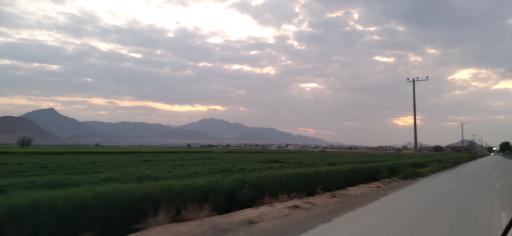 عکس فیلور