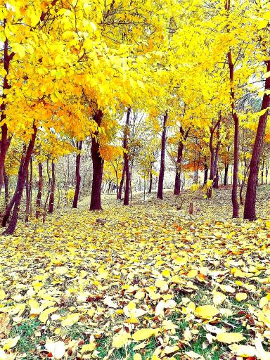 عکس پارک ملت صوفیان