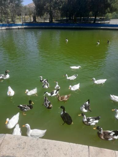 عکس دریاچه مصنوعی باغ وحش اراک