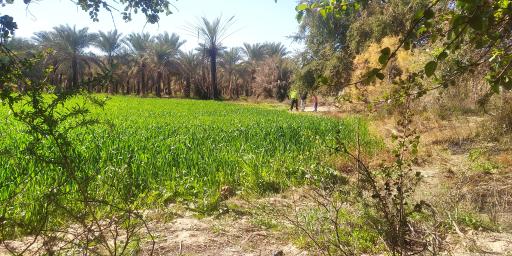 عکس قلعه حاجی مزید