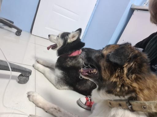 عکس کلینیک حیوانات خانگی امید