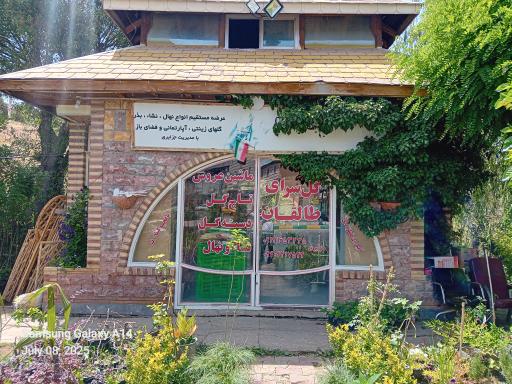 عکس گل سرای جزایری 