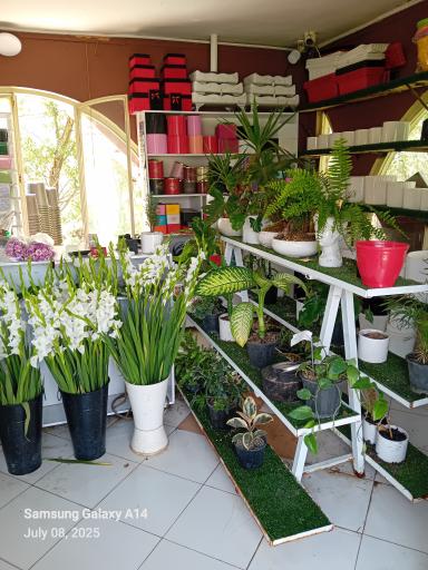 عکس گل سرای جزایری 