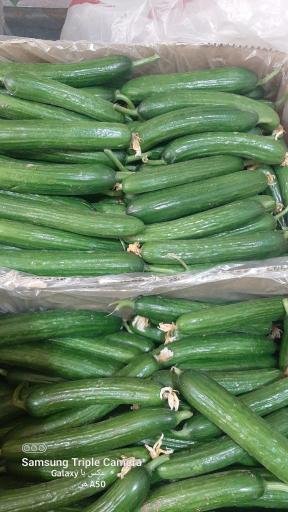 عکس میوه ارم