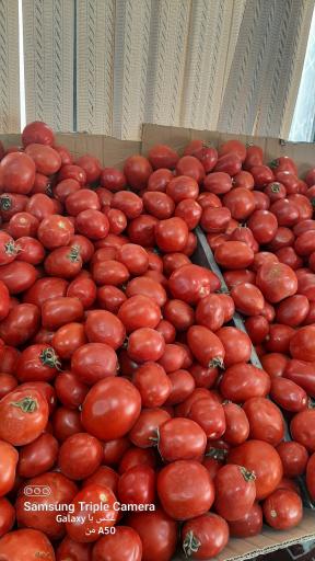 عکس میوه ارم