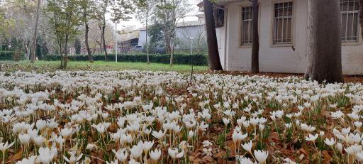 بوستان اندیشه