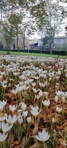 عکس بوستان اندیشه