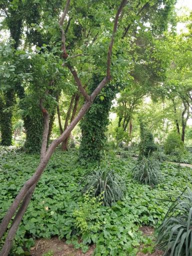 عکس بوستان ترمه