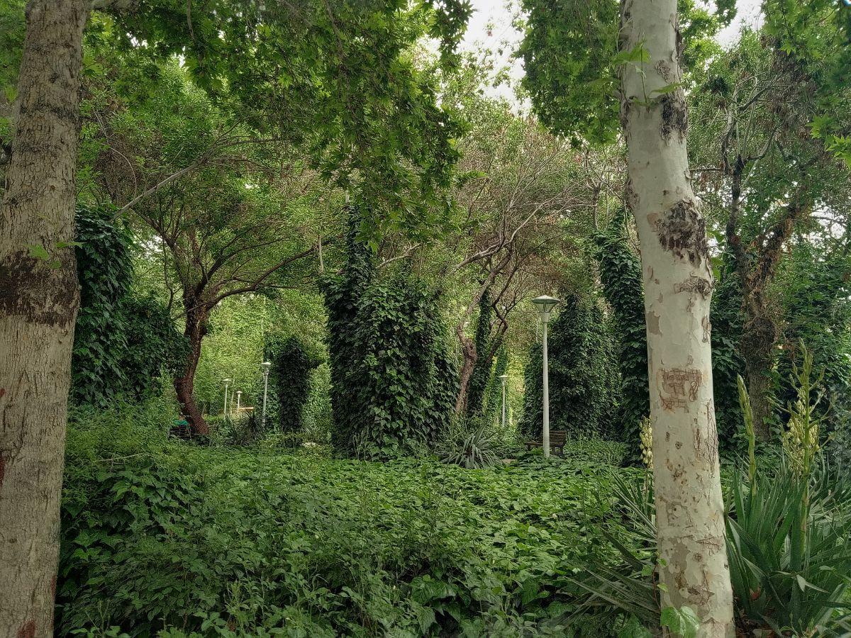 عکس بوستان ترمه