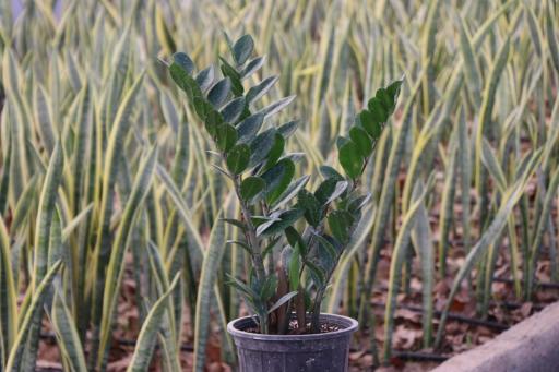 عکس گلکده خانه پدری