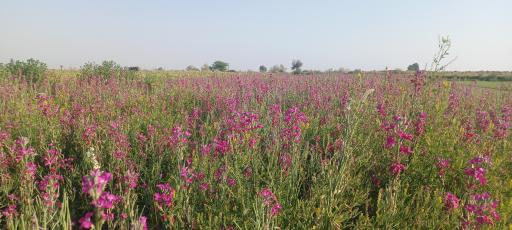عکس شبیشه
