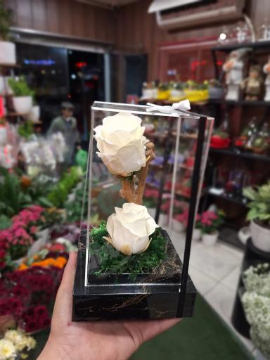 عکس گلسرای پونک