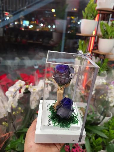 عکس گلسرای پونک