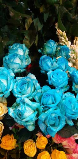 عکس گلسرای پونک