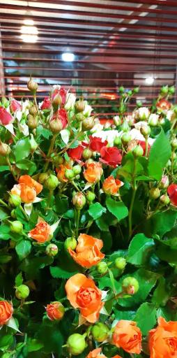 عکس گلسرای پونک