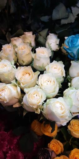 عکس گلسرای پونک