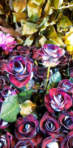 عکس گلسرای پونک