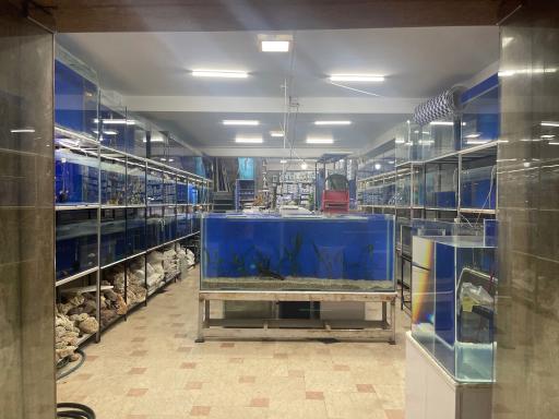 عکس آکواریوم بلو