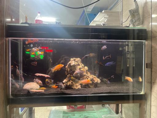 عکس آکواریوم بلو