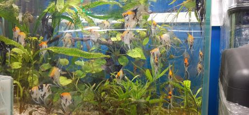 عکس آکواریوم بلو