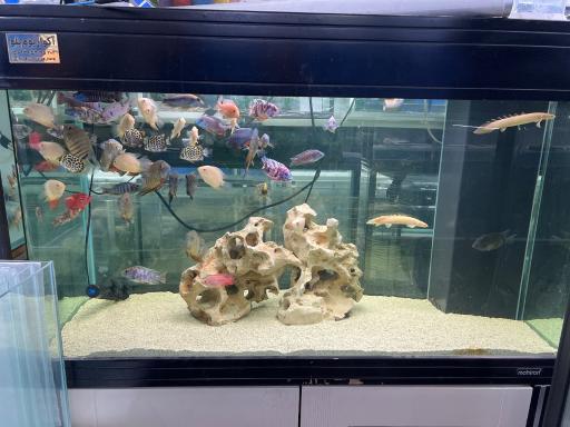 آکواریوم بلو