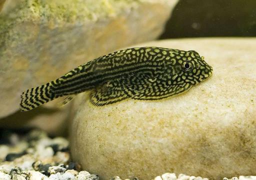 عکس آکواریوم بلو