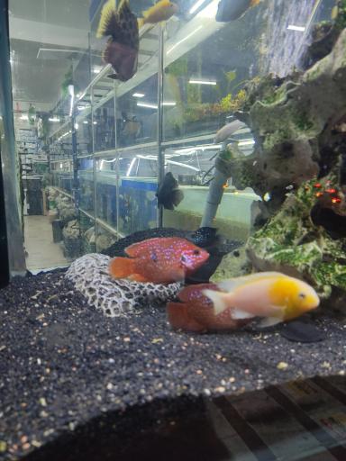 عکس آکواریوم بلو