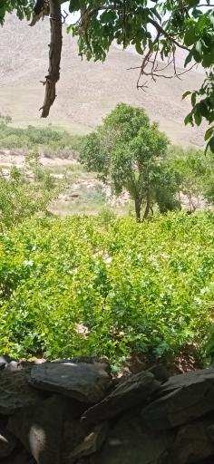 عکس آب شاه پسند هزاوه