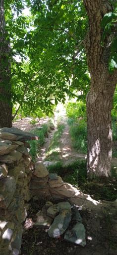 عکس آب شاه پسند هزاوه