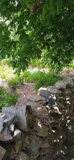 عکس آب شاه پسند هزاوه