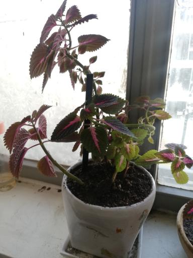 عکس بازار صالح آباد تهران